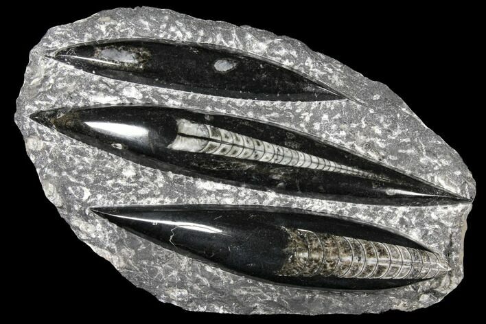 Polished Fossil Orthoceras (Cephalopod) Plate - Morocco #127710